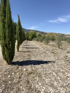 anticocasale_aboutus_trees